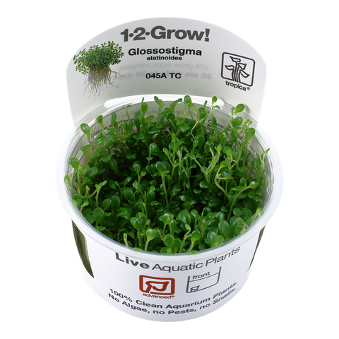 Glossostigma elatinoides TC by Tropica