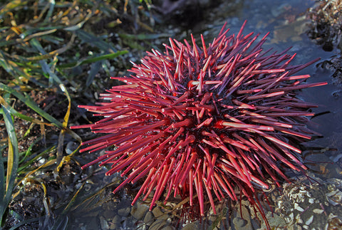 Urchin - Pink Rose