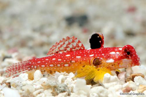 Blenny - Ruby Red Dragonette