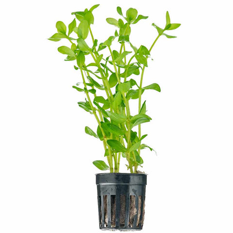 Bacopa Caroliniana