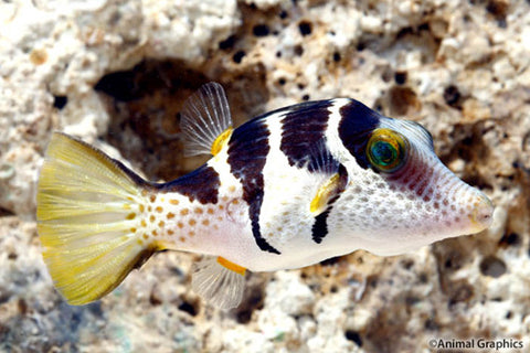 Products | The Fish Room