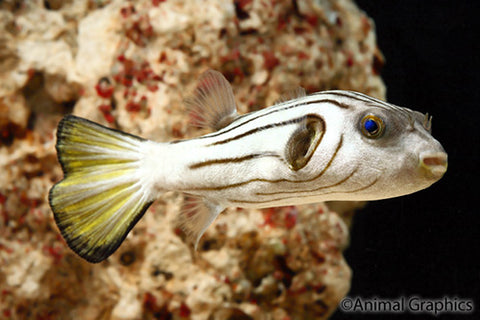 Products | The Fish Room