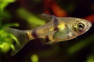 Barb - Dwarf Golden