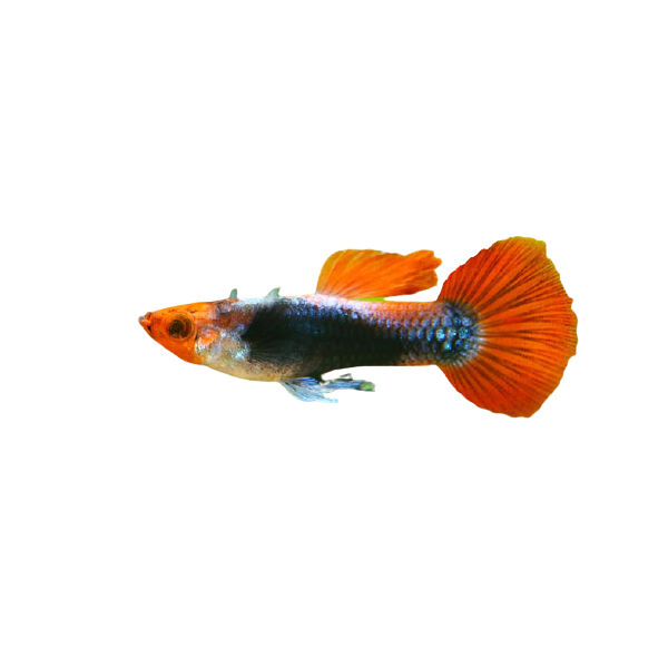 Forbrydelse emulering gnier Guppy - Koi Tuxedo (Male) | The Fish Room