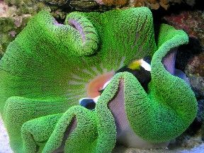 Anemone - Green Carpet XL
