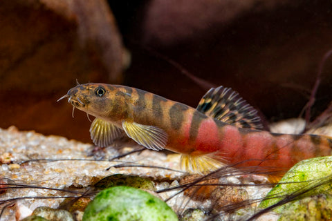 Loach - Crimson