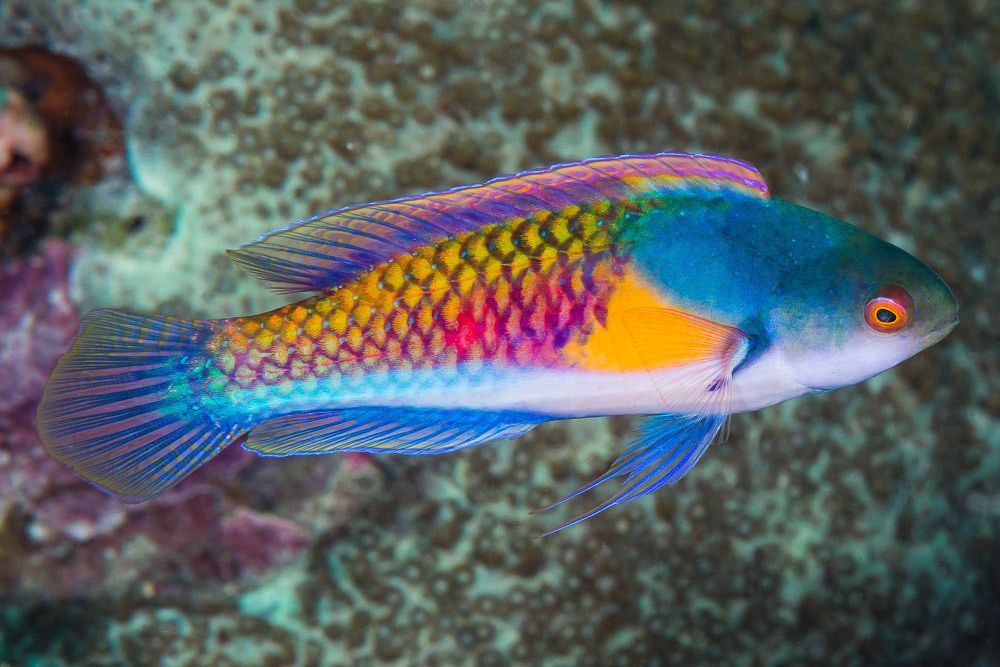 Wrasse - Yellow Flanked Fairy