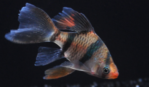 Barb - Longfin Tiger