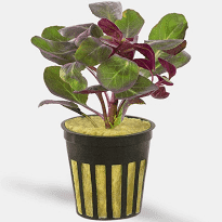 Cardinal Plant - Lobelia Cardinalis