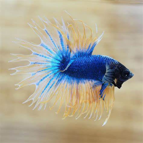 king crowntail betta