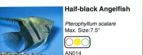 Angelfish - Half-Black