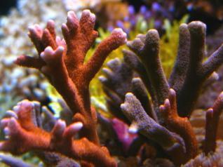 Branching Montipora Coral