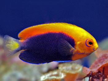 Angel - Flameback