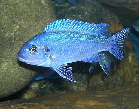 African Cichlid - Cobalt Blue Zebra