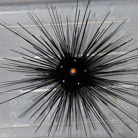 Urchin - Longspine
